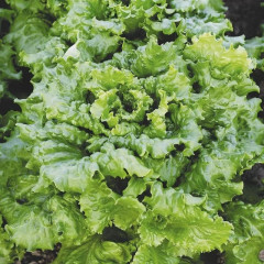 Семена салата кочанного «Кучерявец одесский» - Фото 1
