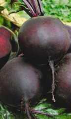 Семена свёклы «Темная лошадка» - Фото 1