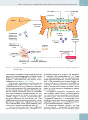 Гепатология. Клиническая морфология печени. Практическое руководство для врачей - Фото 5