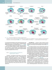 Гепатология. Клиническая морфология печени. Практическое руководство для врачей - Фото 6