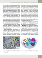 Гепатология. Клиническая морфология печени. Практическое руководство для врачей - Фото 7