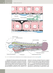 Гепатология. Клиническая морфология печени. Практическое руководство для врачей - Фото 11