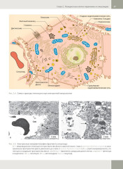 Гепатология. Клиническая морфология печени. Практическое руководство для врачей - Фото 12