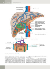Гепатология. Клиническая морфология печени. Практическое руководство для врачей - Фото 13