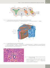 Гепатология. Клиническая морфология печени. Практическое руководство для врачей - Фото 14