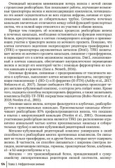 Клиническая феррология - Фото 11