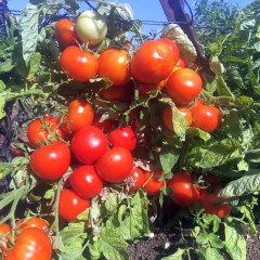 Семена томатов «Семко Синдбад F1» - Фото 1