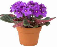 Торфогрунт «Сенполия» - Фото 2