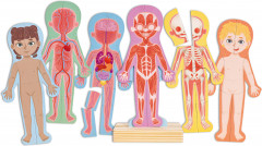 Магнитный пазл для детей «Строение тела человека» - Фото 1