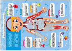 Набор книжек с наклейками «Тело человека» - Фото 1