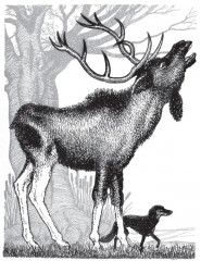 Чудесное путешествие Нильса с дикими гусями - Фото 9