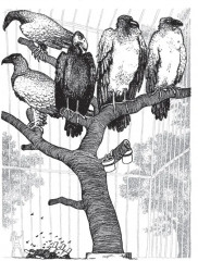 Чудесное путешествие Нильса с дикими гусями - Фото 12