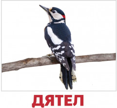 Набор из 20 карточек «Птицы» - Фото 1