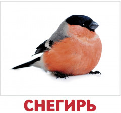 Набор из 20 карточек «Птицы» - Фото 2