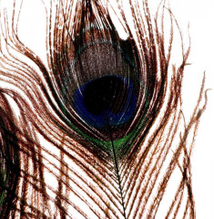 Набор перьев павлина для декора - Фото 3