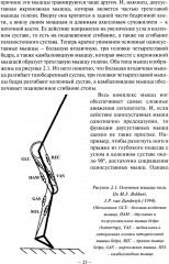 Биомеханика бега - Фото 14