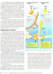 Биология. Campbell. Том 3. Животные формы жизни и их функционирование. Экология - Фото 11