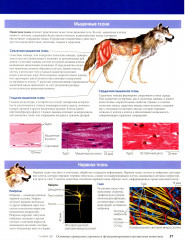Биология. Campbell. Том 3. Животные формы жизни и их функционирование. Экология - Фото 14