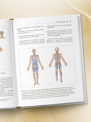 Функциональная анатомия движения. Руководство по анализу биомеханики и работе с миофасциальными меридианами - Фото 8