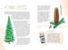 Деревья. Атлас-определитель. Как устроена экосистема леса и почему пальма не дерево - Фото 8