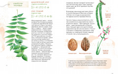 Деревья. Атлас-определитель. Как устроена экосистема леса и почему пальма не дерево - Фото 9