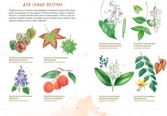 Деревья. Атлас-определитель. Как устроена экосистема леса и почему пальма не дерево - Фото 12