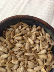 Семечки молодые - Фото 1