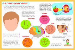Мой первый атлас. Тело человека - Фото 1