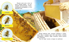 Как появляется мёд - Фото 2