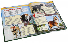 Собаки - Фото 2