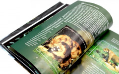 Дикие кошки мира - Фото 2