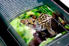 Дикие кошки мира - Фото 3