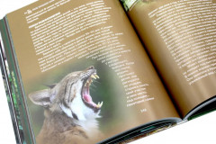 Дикие кошки мира - Фото 4