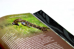 Дикие кошки мира - Фото 6