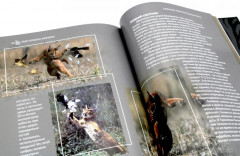 Дикие кошки мира - Фото 7