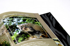 Дикие кошки мира - Фото 8