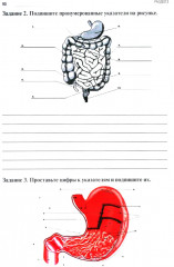Анатомия и физиология человека. Рабочая тетрадь. Часть 2 - Фото 10