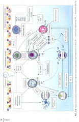 Крапивница у детей. Клиника, диагностика, лечение - Фото 12