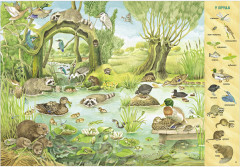 1000 животных. Найди и покажи - Фото 12