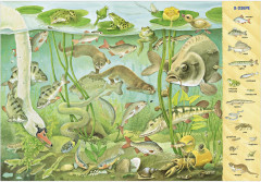 1000 животных. Найди и покажи - Фото 13