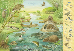 1000 животных. Найди и покажи - Фото 14