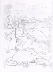 Красная книга. Животные и рыбы. Посмотри и дорисуй - Фото 1