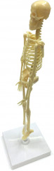 Набор исследовательский «Скелет человека» - Фото 2