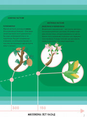 Тайны деревьев - Фото 6