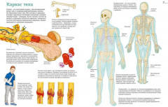 Тело человека. Атлас анатомии в картинках - Фото 4