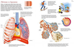 Тело человека. Атлас анатомии в картинках - Фото 5