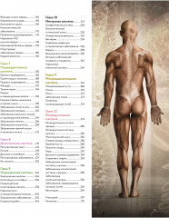 Анатомия человека. Визуальный гид по всем системам организма: норма и патологии - Фото 7