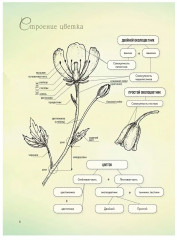 Весенние и полевые цветы из полимерной глины. Комплект из 2 книг - Фото 3