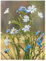 Весенние и полевые цветы из полимерной глины. Комплект из 2 книг - Фото 6