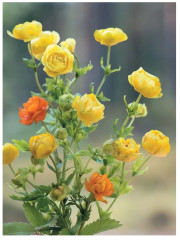 Весенние и полевые цветы из полимерной глины. Комплект из 2 книг - Фото 7